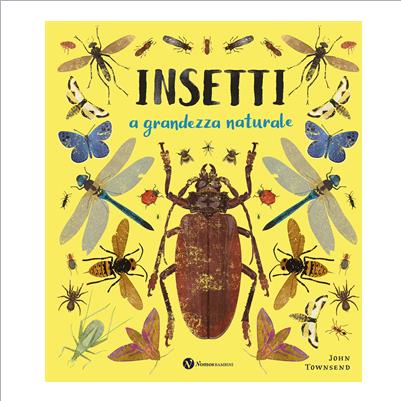 insetti a grandezza naturale